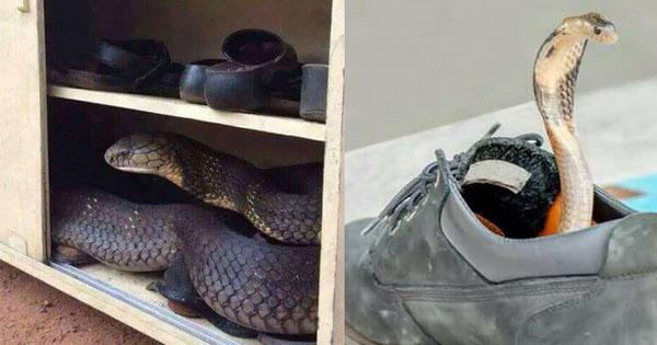 งูซ่อนในรองเท้า